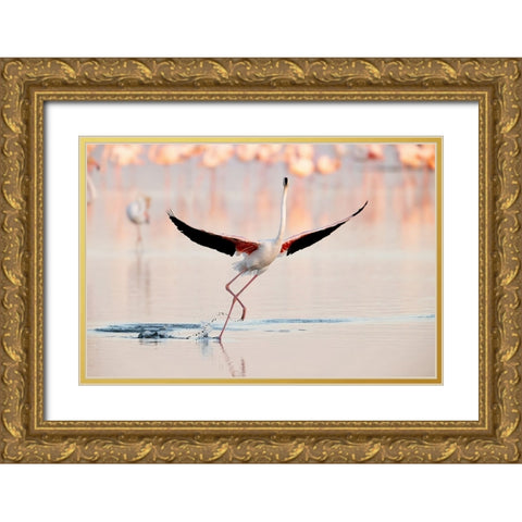 Flamingo dancing Gold Ornate Wood Framed Art Print with Double Matting by Gil Raga, Joan