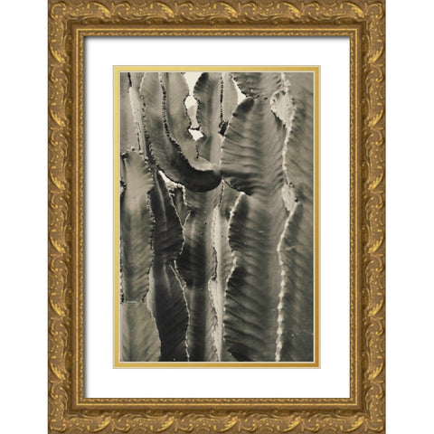 Cactus 002 Gold Ornate Wood Framed Art Print with Double Matting by Artographie Studio