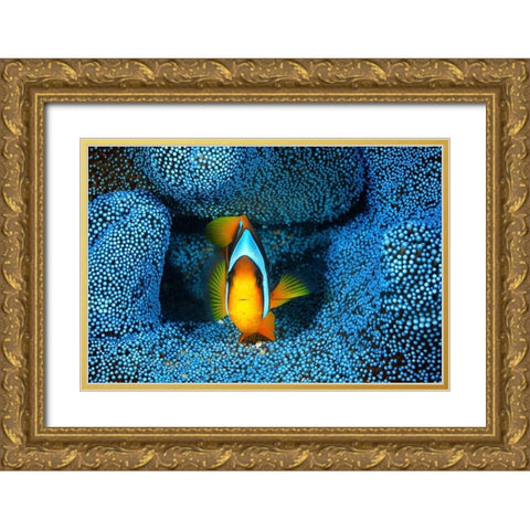 Clownfish in blue anA©mon Gold Ornate Wood Framed Art Print with Double Matting by Gabriel, Barathieu
