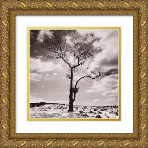 Lone Tree # 2-Peak District-England Gold Ornate Wood Framed Art Print with Double Matting by Butcher, Dave