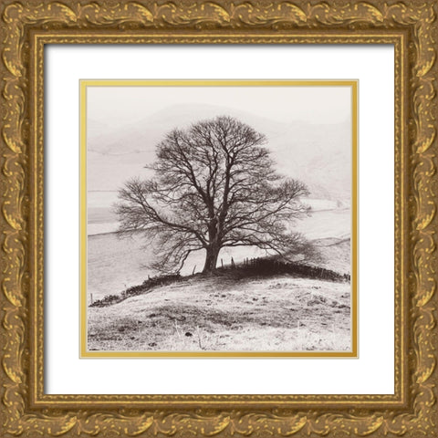 Misty Tree-Peak District- England Gold Ornate Wood Framed Art Print with Double Matting by Butcher, Dave