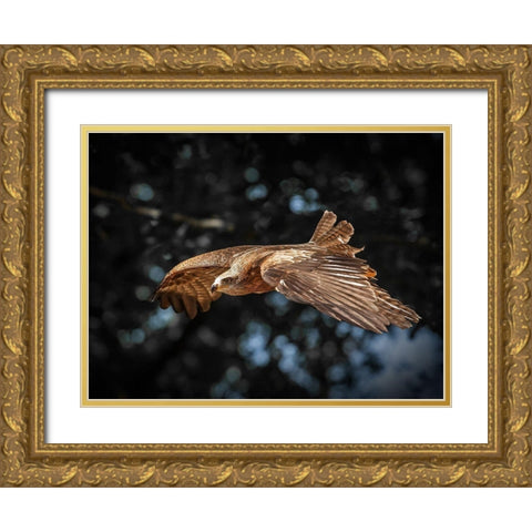 Red Kite flies Gold Ornate Wood Framed Art Print with Double Matting by Ronin