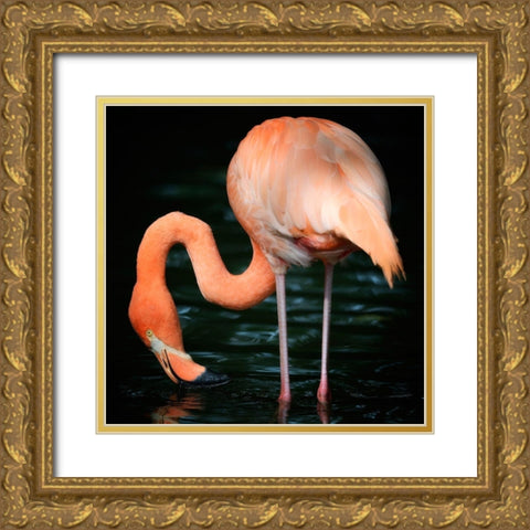 Flamingo Gold Ornate Wood Framed Art Print with Double Matting by Steger, Uwe