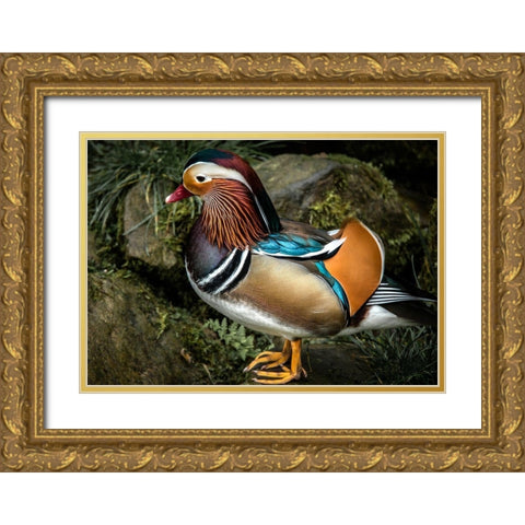 Manderin Duck Gold Ornate Wood Framed Art Print with Double Matting by Ronin