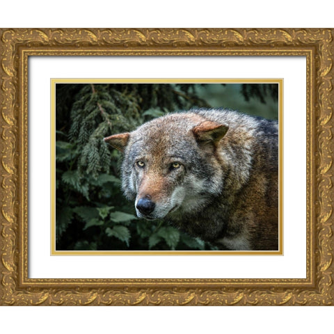 Lone Wolf Gold Ornate Wood Framed Art Print with Double Matting by Ronin