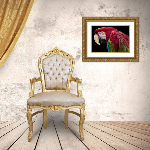 Ara Parrot Gold Ornate Wood Framed Art Print with Double Matting by Ronin