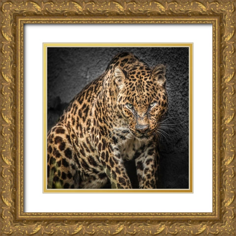 The Jaguar Gold Ornate Wood Framed Art Print with Double Matting by Ronin