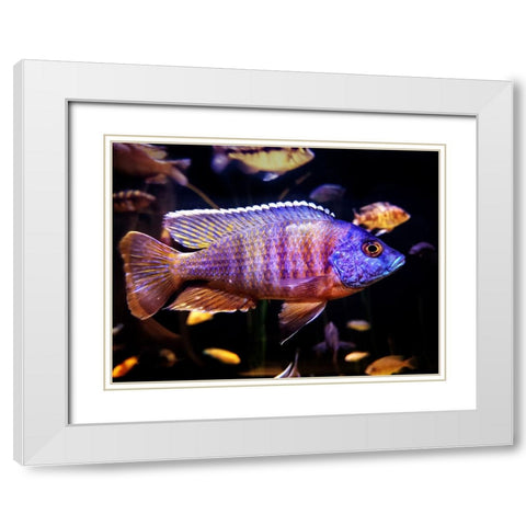 Aquarium Fish 1 White Modern Wood Framed Art Print with Double Matting by Lee, Rachel
