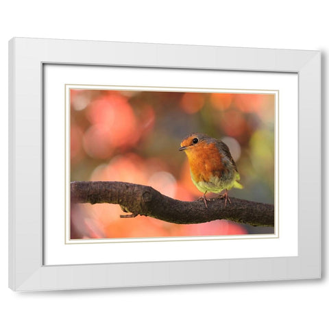 Bird 18 White Modern Wood Framed Art Print with Double Matting by Lee, Rachel