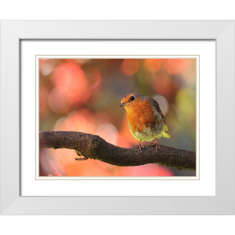 Bird 18 White Modern Wood Framed Art Print with Double Matting by Lee, Rachel