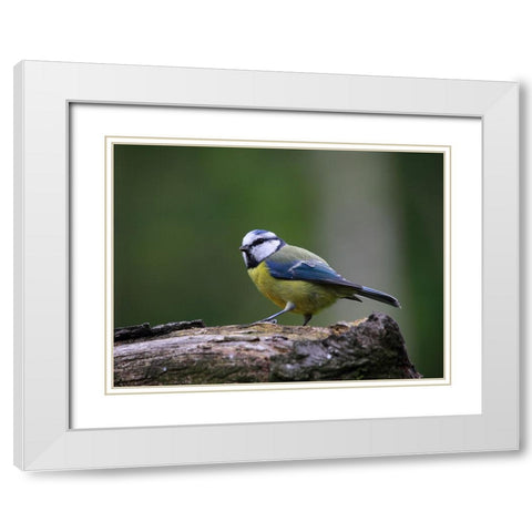 Bird 22 White Modern Wood Framed Art Print with Double Matting by Lee, Rachel