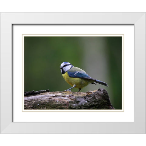Bird 22 White Modern Wood Framed Art Print with Double Matting by Lee, Rachel