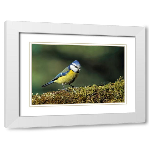 Bird 3 White Modern Wood Framed Art Print with Double Matting by Lee, Rachel