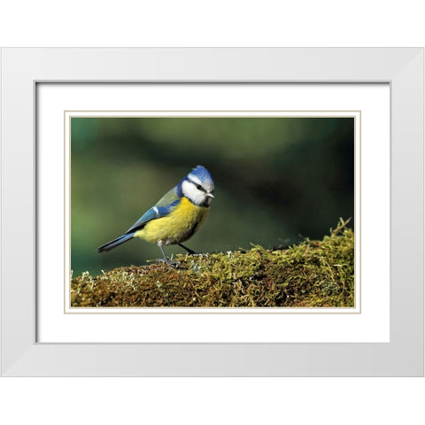 Bird 3 White Modern Wood Framed Art Print with Double Matting by Lee, Rachel