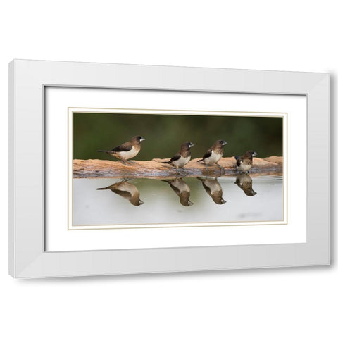 Bird 33 White Modern Wood Framed Art Print with Double Matting by Lee, Rachel