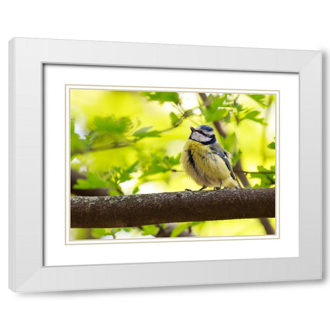 Bird 38 White Modern Wood Framed Art Print with Double Matting by Lee, Rachel