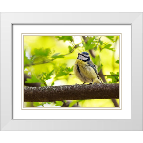 Bird 38 White Modern Wood Framed Art Print with Double Matting by Lee, Rachel