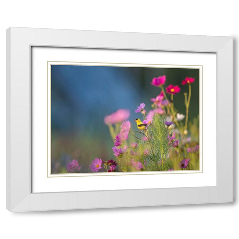 Bird 40 White Modern Wood Framed Art Print with Double Matting by Lee, Rachel
