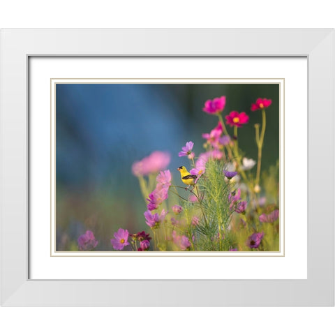 Bird 40 White Modern Wood Framed Art Print with Double Matting by Lee, Rachel