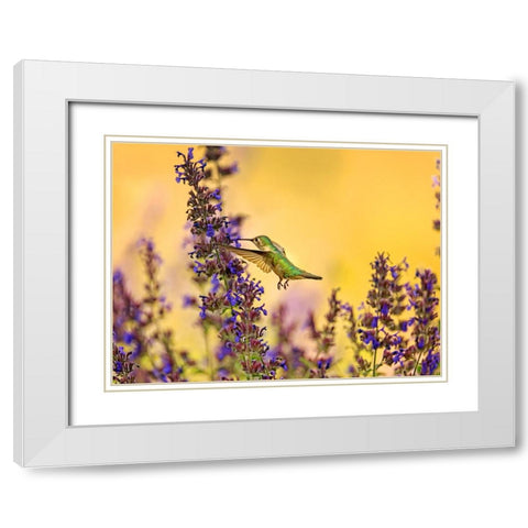 Bird 50 White Modern Wood Framed Art Print with Double Matting by Lee, Rachel