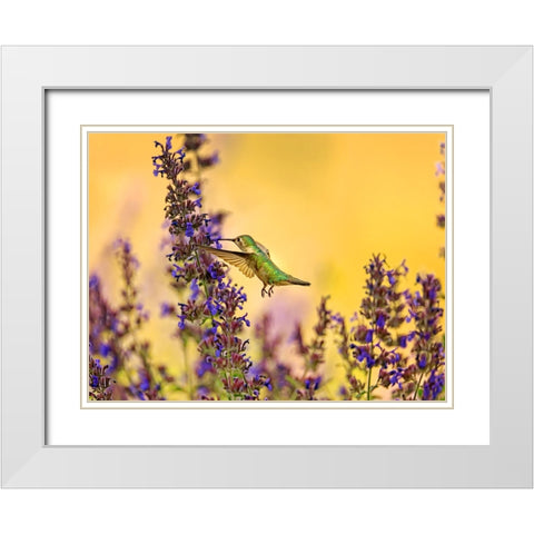Bird 50 White Modern Wood Framed Art Print with Double Matting by Lee, Rachel