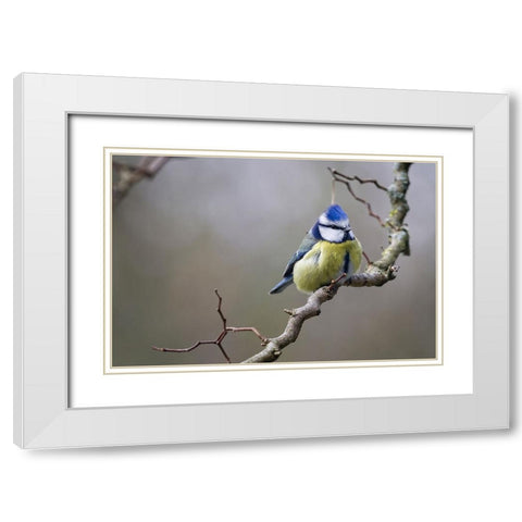 Bird 53 White Modern Wood Framed Art Print with Double Matting by Lee, Rachel