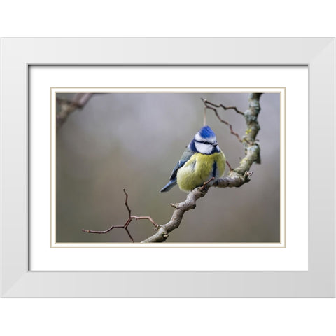 Bird 53 White Modern Wood Framed Art Print with Double Matting by Lee, Rachel