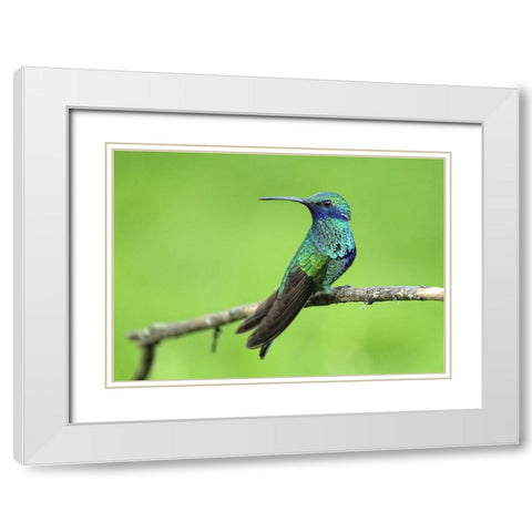 Bird 6 White Modern Wood Framed Art Print with Double Matting by Lee, Rachel