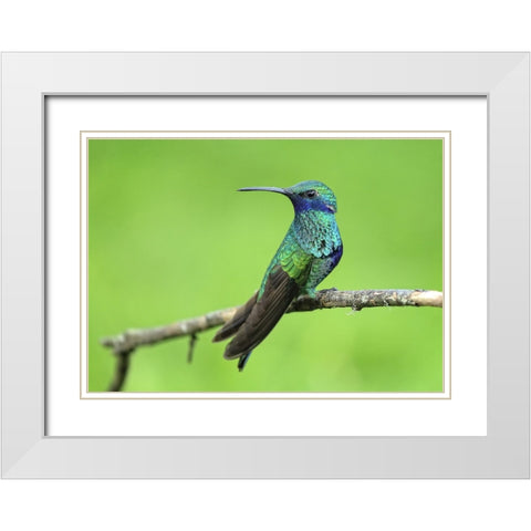 Bird 6 White Modern Wood Framed Art Print with Double Matting by Lee, Rachel