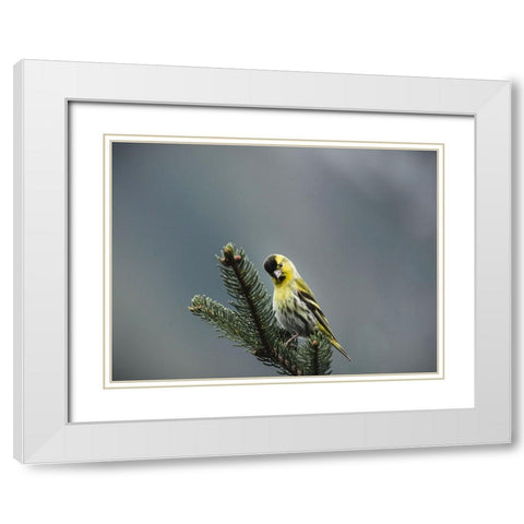 Bird 62 White Modern Wood Framed Art Print with Double Matting by Lee, Rachel