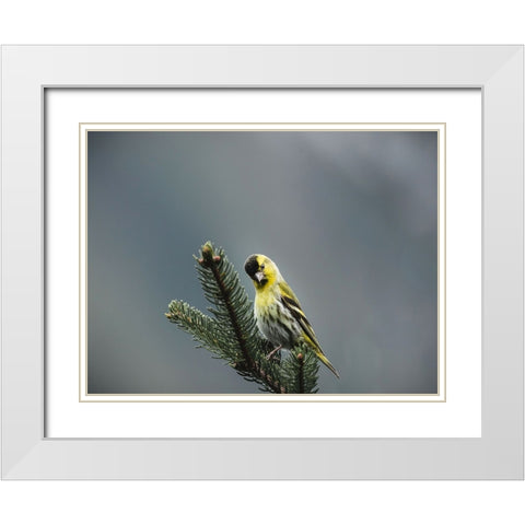 Bird 62 White Modern Wood Framed Art Print with Double Matting by Lee, Rachel