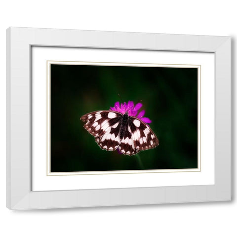 Butterfly 3 White Modern Wood Framed Art Print with Double Matting by Lee, Rachel