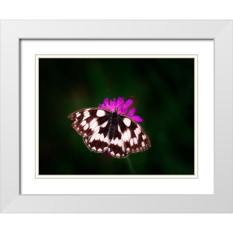 Butterfly 3 White Modern Wood Framed Art Print with Double Matting by Lee, Rachel