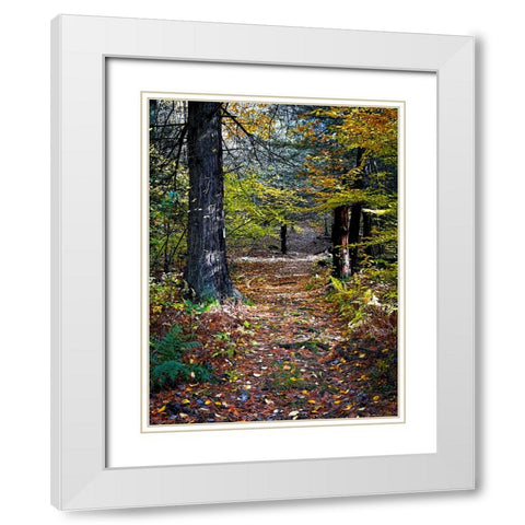 Country Road 19 White Modern Wood Framed Art Print with Double Matting by Lee, Rachel