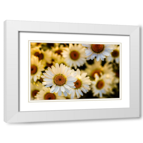 Daisies White Modern Wood Framed Art Print with Double Matting by Lee, Rachel