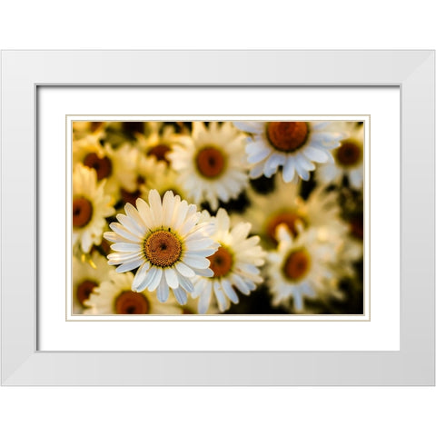 Daisies White Modern Wood Framed Art Print with Double Matting by Lee, Rachel