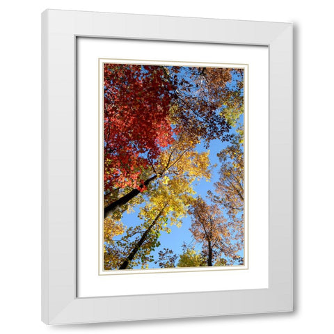 Fall Trees White Modern Wood Framed Art Print with Double Matting by Lee, Rachel