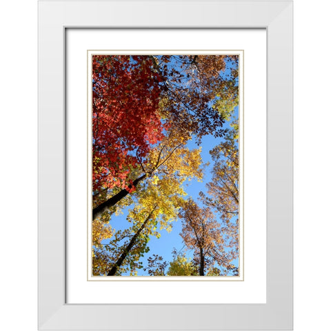 Fall Trees White Modern Wood Framed Art Print with Double Matting by Lee, Rachel