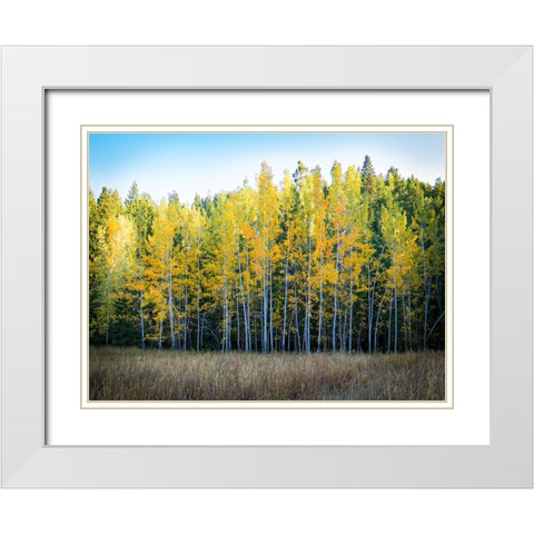 Fall Trees 10 White Modern Wood Framed Art Print with Double Matting by Lee, Rachel