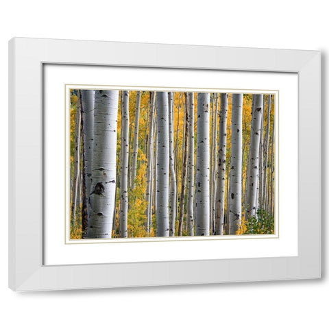 Fall Trees 11 White Modern Wood Framed Art Print with Double Matting by Lee, Rachel