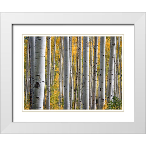 Fall Trees 11 White Modern Wood Framed Art Print with Double Matting by Lee, Rachel