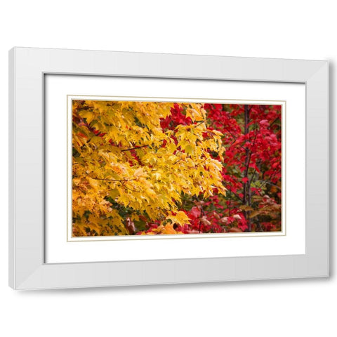 Fall Trees 2 White Modern Wood Framed Art Print with Double Matting by Lee, Rachel