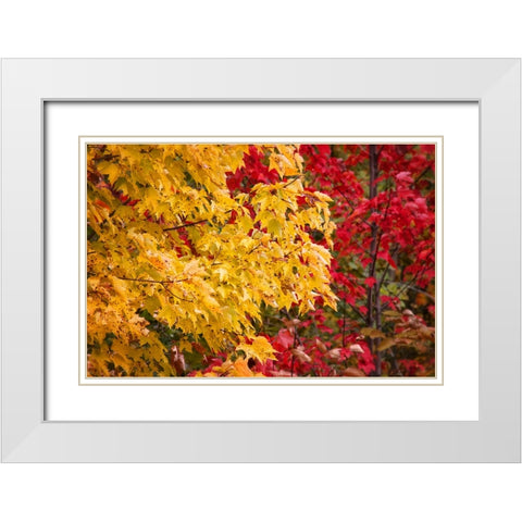 Fall Trees 2 White Modern Wood Framed Art Print with Double Matting by Lee, Rachel