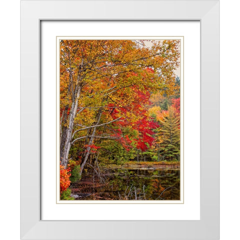 Fall Trees 7 White Modern Wood Framed Art Print with Double Matting by Lee, Rachel