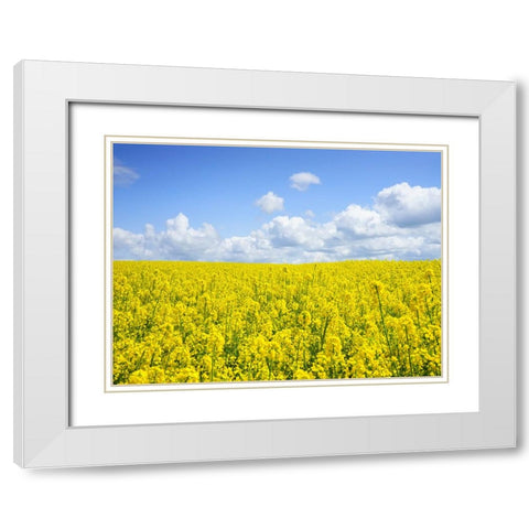 Field 15 White Modern Wood Framed Art Print with Double Matting by Lee, Rachel