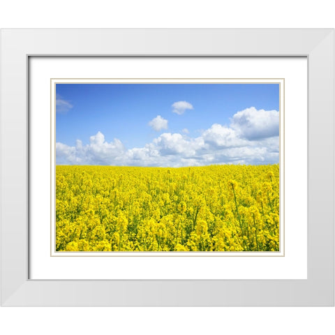 Field 15 White Modern Wood Framed Art Print with Double Matting by Lee, Rachel