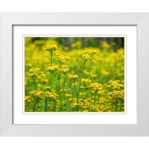 Field 16 White Modern Wood Framed Art Print with Double Matting by Lee, Rachel
