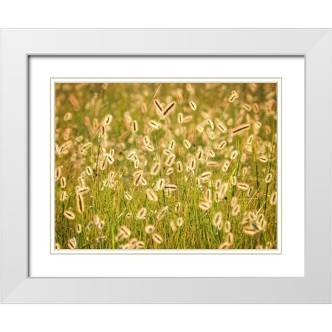 Field 17 White Modern Wood Framed Art Print with Double Matting by Lee, Rachel