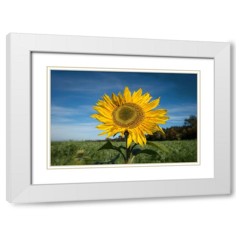 Flower 15 White Modern Wood Framed Art Print with Double Matting by Lee, Rachel