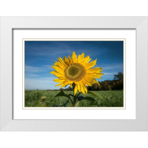 Flower 15 White Modern Wood Framed Art Print with Double Matting by Lee, Rachel